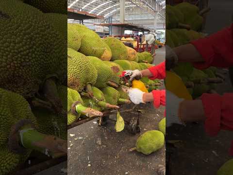 Jackfruit peeling by experts 🔥 - Thai Fruit