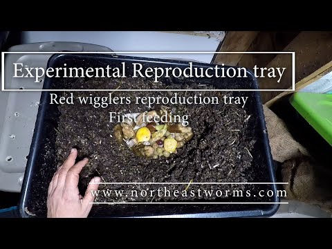 Red Wigglers Experimental Reproduction tray first feeding - A boom of wigglers babies