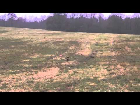 Coursing trénink 17.11.2012 - Kara a Alibaba