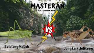 Download lagu Crickets vs Grasshopper sounds with nature mp3 Download lagu Crickets vs Grasshopper sounds with nature mp3