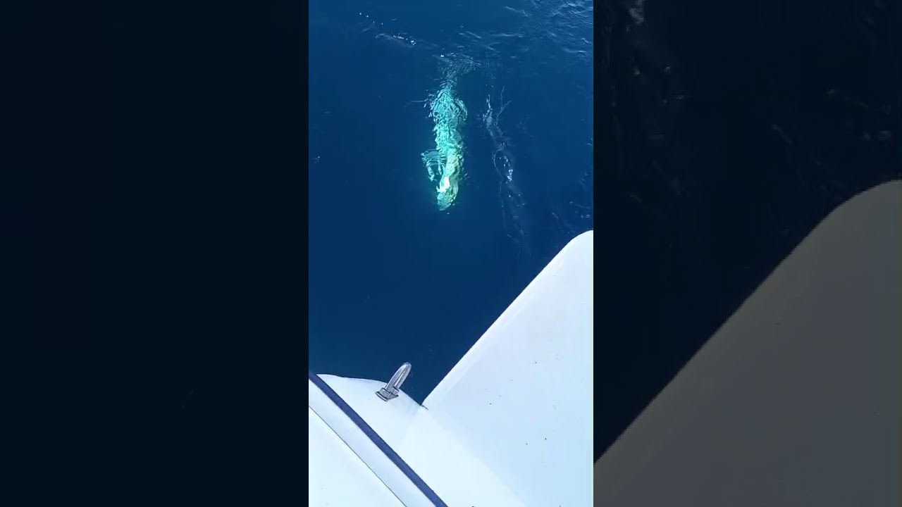 Vidéo de Pêche en Mer 