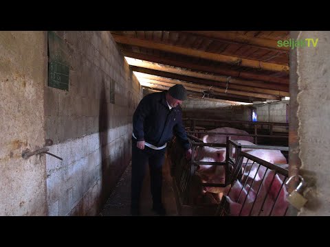 Seljak TV: Farma svinja Ivanović (4K)