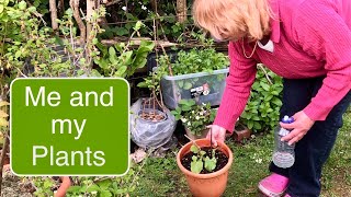EASY SIMPLE PLANT CARE ROUTINE INDOOR AND OUTDOOR #budgetgardening