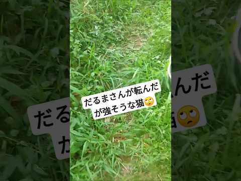 庭を猫から守る: 猫を遠ざけるための 5 つのヒント