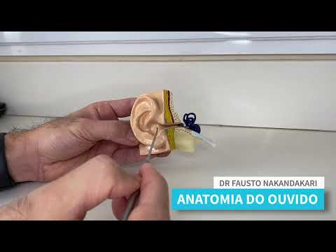 Anatomia do Ouvido ilustrada pelo Otorrino