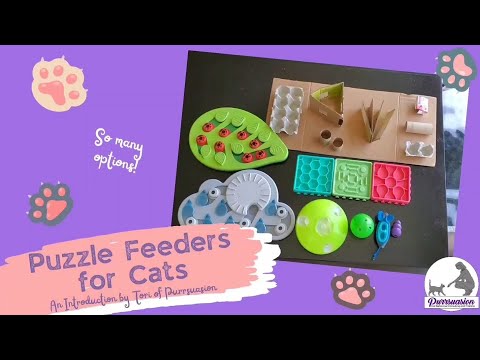 Puzzle Feeders for Cats - An Introduction by Tori from Purrsuasion