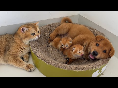YouTube 썸네일