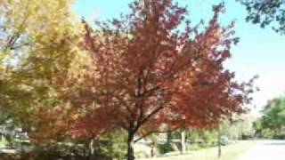 Joe Cocker - It&#39;s Only Love (lyrics)