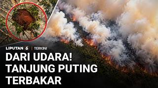 Download lagu Taman Nasional Tanjung Puting Terbakar, Habitat Orang Utan Terancam | Liputan 6 mp3