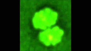 Supramolecular structure in the membrane of Staphylococcus aureus