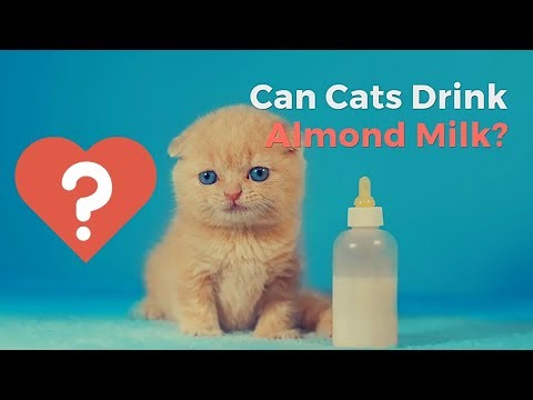 Can Cats Drink Almond Milk | Healthy or Bad for Your Kitten