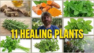 Grow Your Own Medicine Indoors (11 Powerful Plants That You Can Grow Inside)