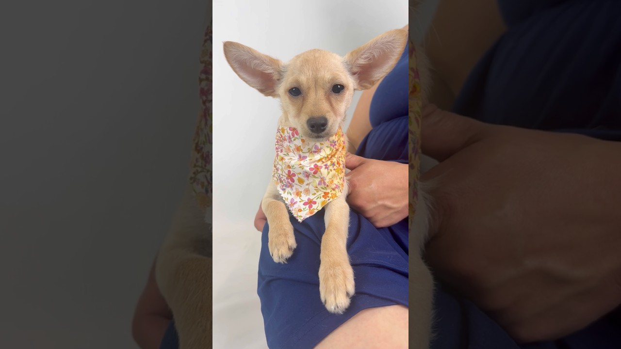April, a ADOPTABLE mixed breed in PHOENIX, AZ video 4/5