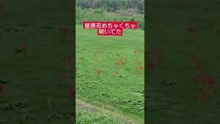 彼岸花が旬の時期になりましたね #shorts #花 #彼岸花
