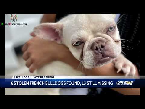 6 Frenchies Returned 13 Still Missing After Burglary! Concerning French Bulldog Theft Trend !
