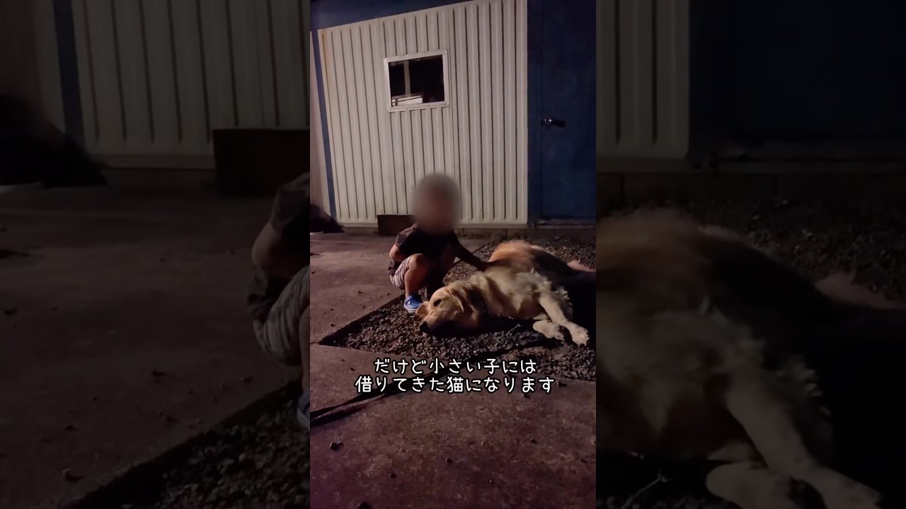 空気がよめるゴールデンレトリバー #ゴールデンレトリバー #大型犬のいる生活 #goldenretreiver