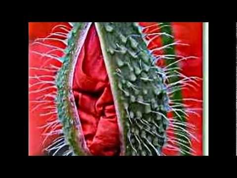download lagu mp3 mp4 Klatschrose, download lagu Klatschrose gratis, unduh video klip Klatschrose