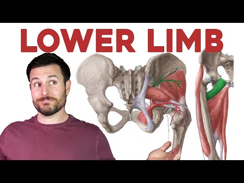 How to Remember Every Muscle of the Lower Limb and Leg | Corporis