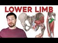 How To Remember Every Muscle Of The Lower Limb And Leg Corporis