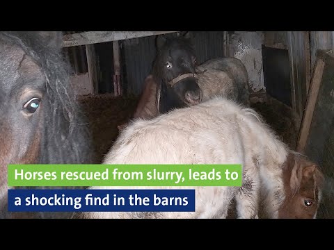 Horses rescued from slurry, leads to shocking find in the barns