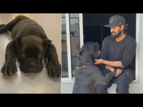 Naga Shaurya Making Fun With His Dog | Naga Shourya | Daily Culture