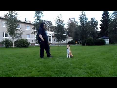 Smooth collie Enda training obedience and agility basics