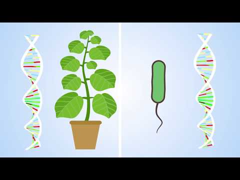 Plants have an immune system… and it’s complicated