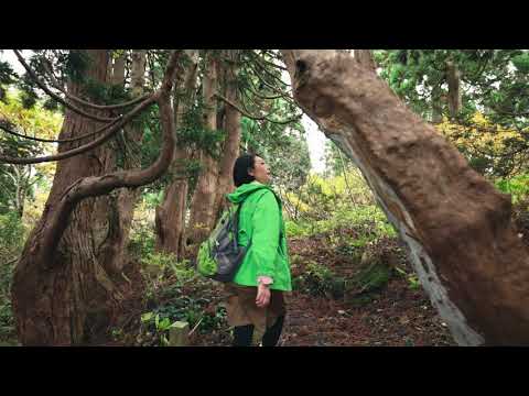 大佐渡石名天然杉遊歩道【秋編】