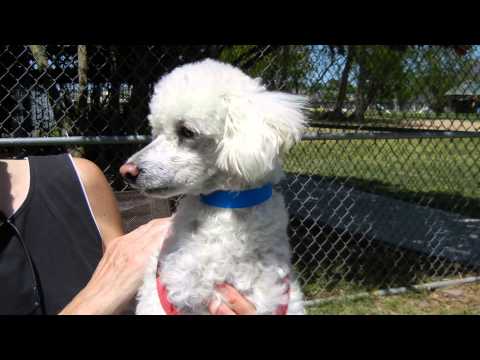 Maxamus, an adopted Poodle in Houston, TX_image-1