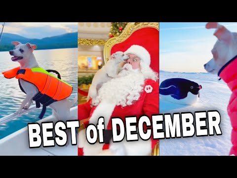 Baxter’s Funniest December Moments 2025 😂🐶 (Best Shorts Compilation) 