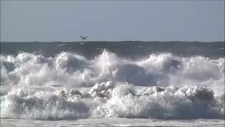 Relax - Seagulls flying over big waves in the sea away from the beach