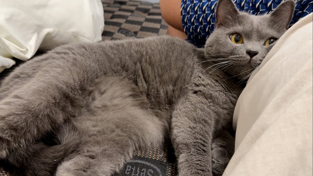 どこまでも追いかけてくる灰色猫が可愛すぎたw