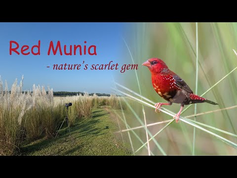 Red Munia in Kash Fields 🌾 | The Jewel of Bengal’s Autumn