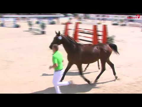 KN 1 Hengst v  Casalido Chacco Blue