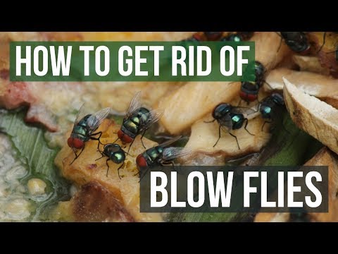 How to Get Rid of Blow Flies (4 Easy Steps)