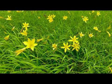 尾瀬大江湿原（檜枝岐村）