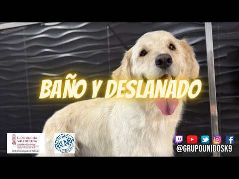 Baño y deslanado #peluqueriacanina #deslanado #coat #goomer #grooming #Alzira #carcaixent #algemesi