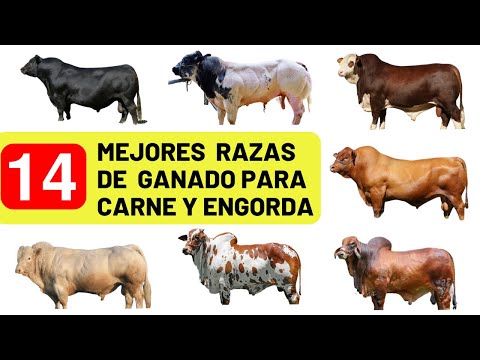 Las 14 mejores razas de ganado vacuno para la producción de carne a nivel mundial