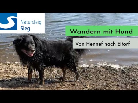 Wandern mit Hund: Von Hennef nach …. Eitorf