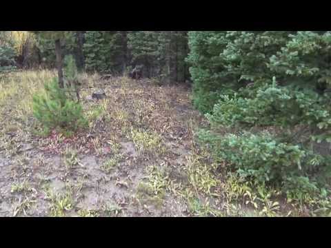 lov sa strelom na divlje kokosi