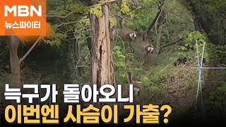 제2의 늑구? 이번엔 담장 넘어 탈출한 사슴 5마리 - 뉴스파이터
