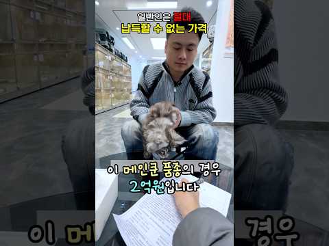 일반인은 절대 납득할 수 없는 가격