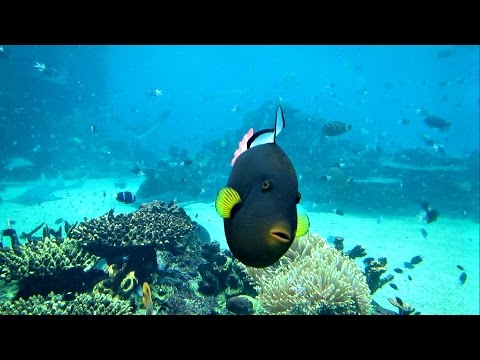 download lagu mp3 mp4 Sea World Fish, download lagu Sea World Fish gratis, unduh video klip Sea World Fish