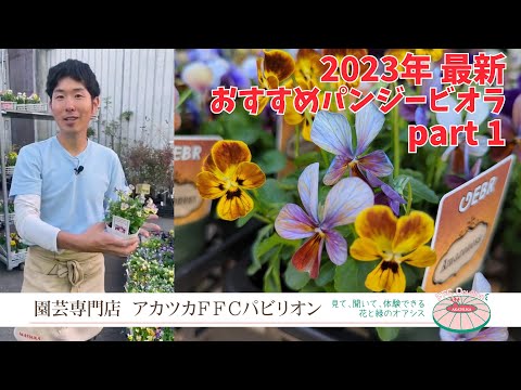 園芸 ミルキートウダイグサ、ドラゴンボーン、燭台トウダイグサ