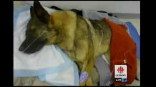 Virgin Radio&#39;s Nat &amp; Drew Raise Funds for Captain the Dog