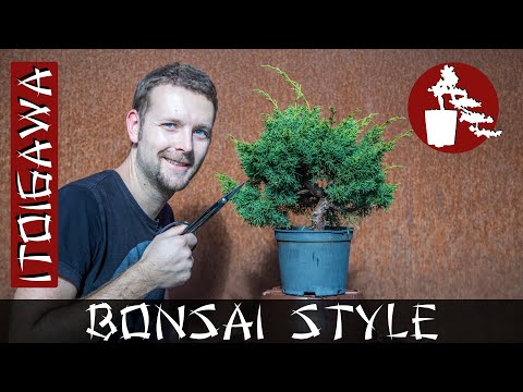 Erstgestaltung meines Itoigawa | Chin. Wacholder (Juniperus chinensis) | #045 Bonsai Style