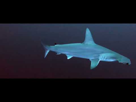 Crociera BDE sul Mar Rosso Brothers Daedalus Elphinstone