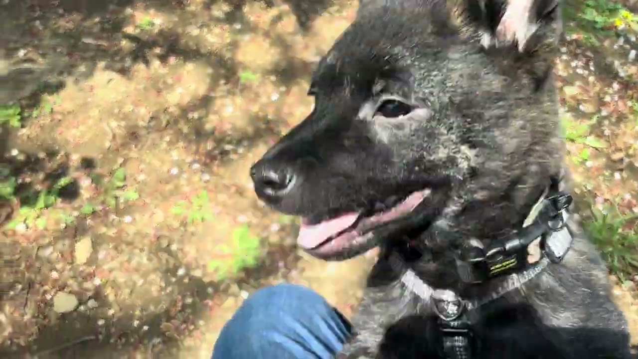 ハクとフラィのドッグラン