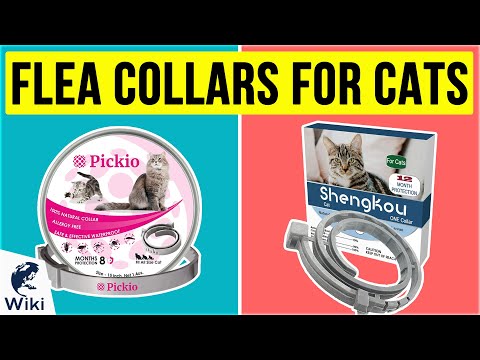6 Best Flea Collars For Cats 2020
