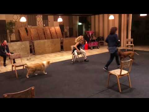 Variatie met het commando HIER - hondenschool Kersten